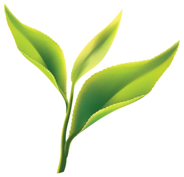 Färskt grönt te blad på vit bakgrund — Stock vektor