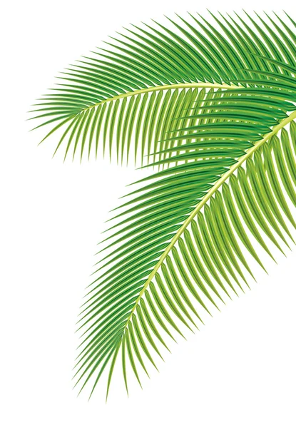 Leaves of palm tree on white background. Vector illustration. — Stock Vector