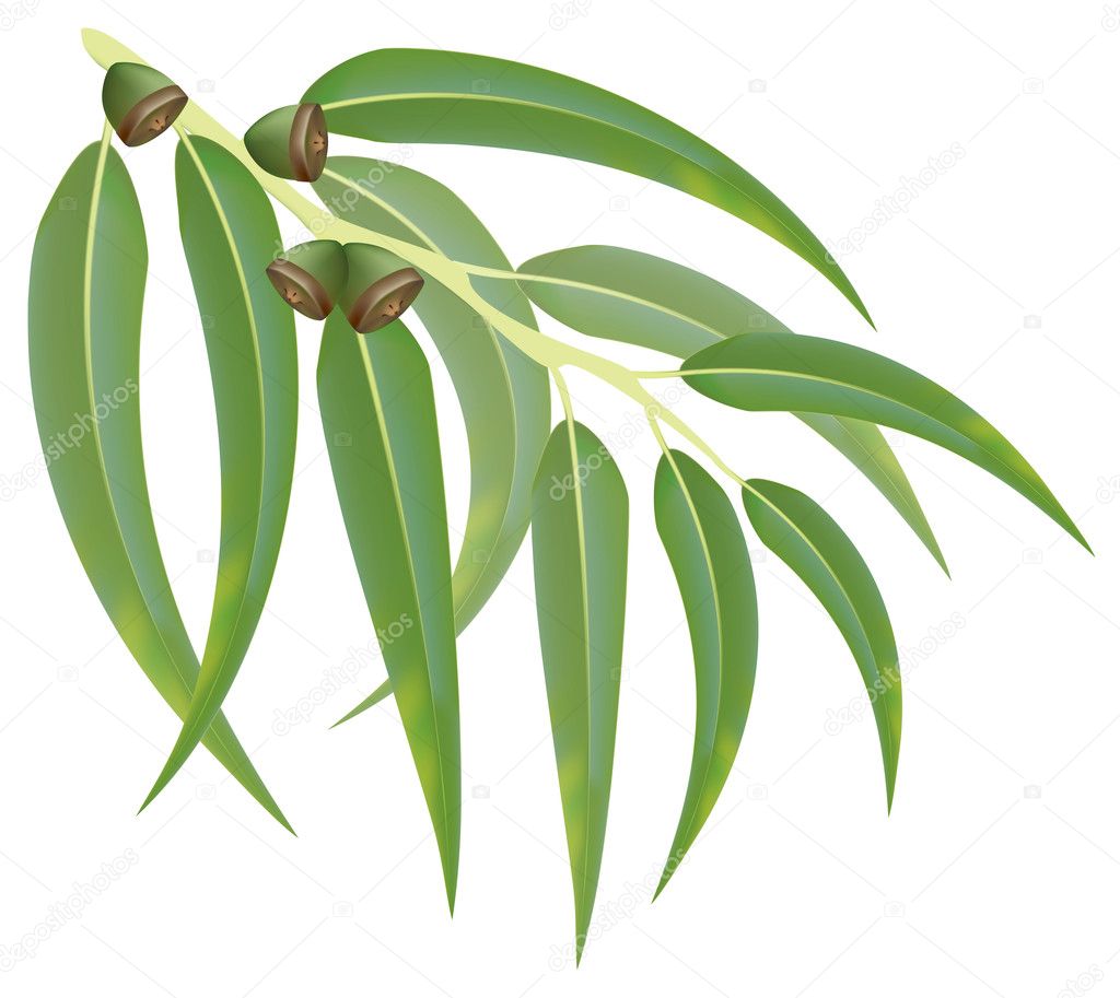 Eucalyptus branch. Vector illustration.