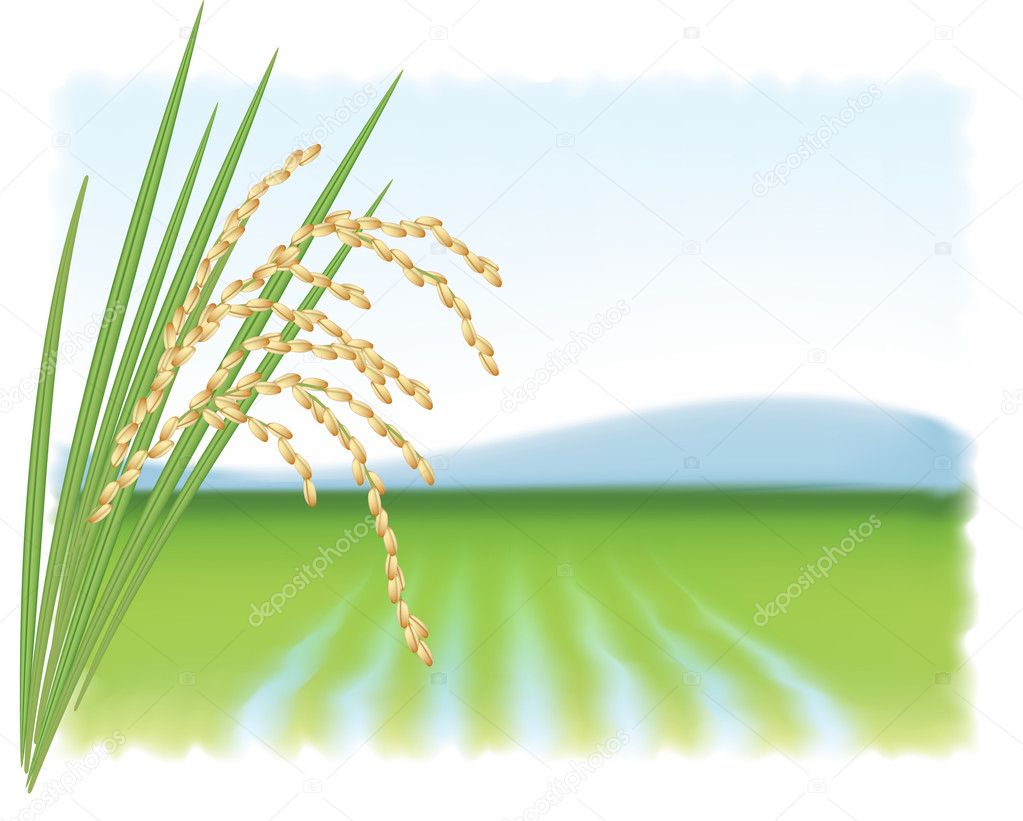 Rice field and a branch of ripe rice. Vector illustration.