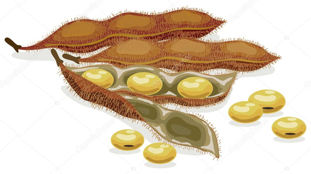 Soybean. Realistic vector illustration.