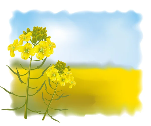 Flores de mostaza con Field. Ilustración vectorial . — Archivo Imágenes Vectoriales