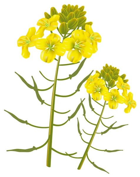 Fleur de moutarde sur fond blanc. Illustration vectorielle . — Image vectorielle