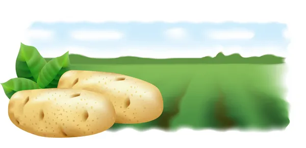 Πατάτες και τομέα της πατάτας. εικονογράφηση φορέας. Πανόραμα. — Διανυσματικό Αρχείο