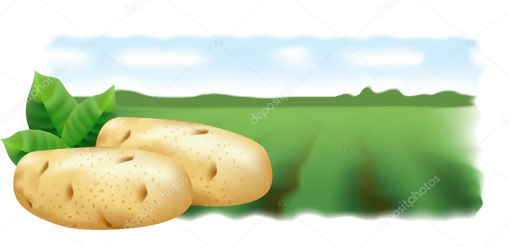 Potatoes and potato field. Vector illustration. Panorama.
