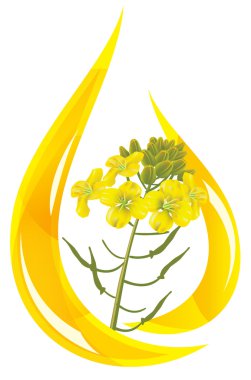 Mustard oil. Stylized drop of oil and mustard flower.