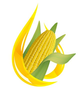 Corn oil. Stylized drop of oil, and corn cob. clipart