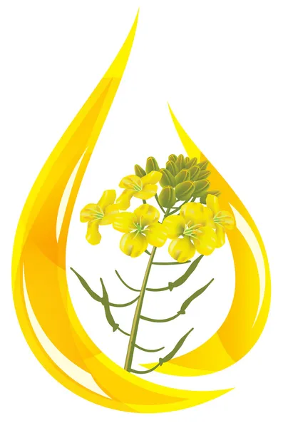 Aceite de mostaza. Estilizada gota de aceite y flor de mostaza . — Vector de stock