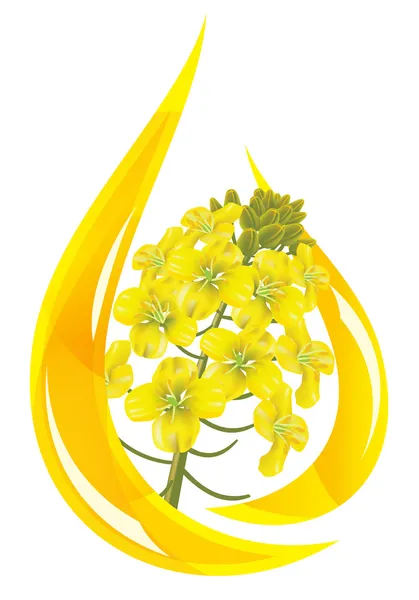 Olio di colza. Goccia stilizzata di olio e fiori di colza . — Vettoriale Stock