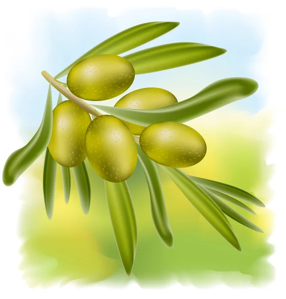 Ein Zweig grüne Oliven. Vektorillustration. — Stockvektor