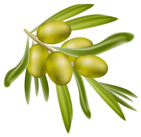 Ветви зеленых маслин . — стоковый вектор