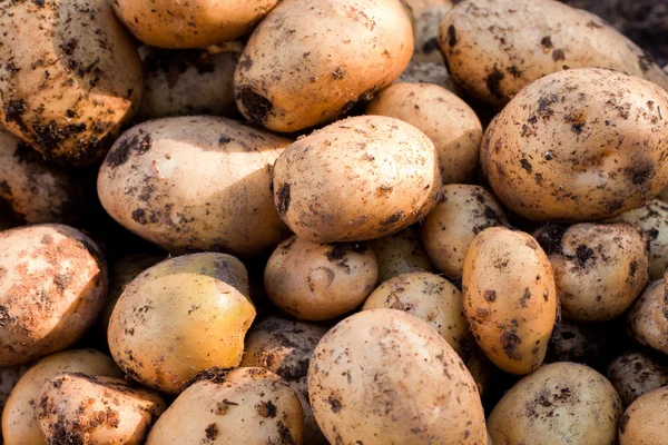 Yukon Goldkartoffeln — Stockfoto