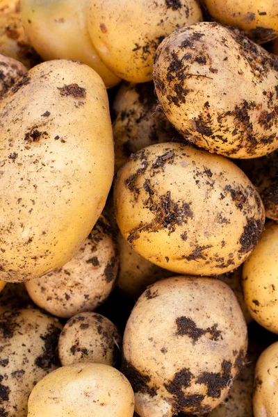 Юкон золото картопля — стокове фото