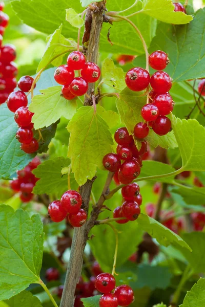 Röda vinbär på busken — Stockfoto