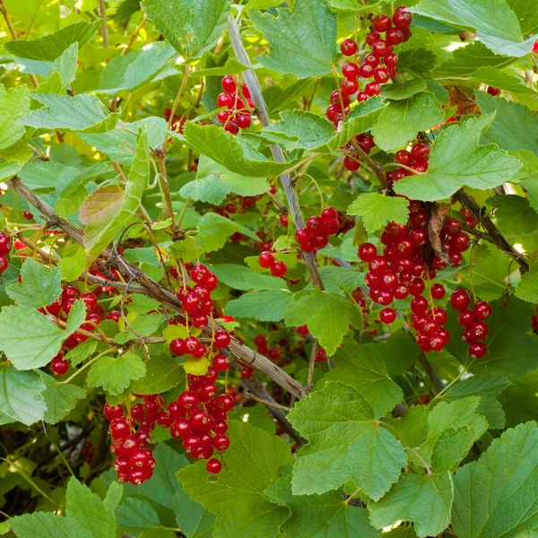 Bayas de grosella roja en arbusto — Foto de Stock