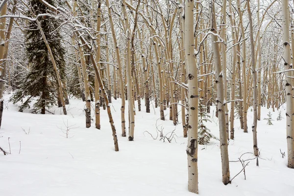 Aspen forest in winter — Stock Photo, Image