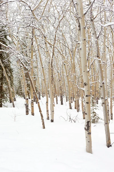 Winter Aspen Populus Tremuloides Stand Boreal Forest Yukon Territory Canada — Stock Photo, Image