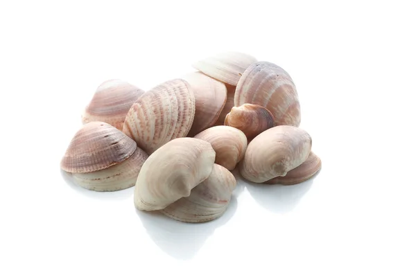 海の貝のヒープ — ストック写真