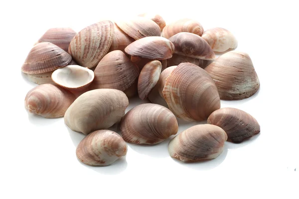 Heap Sea Shells — Stock Photo, Image