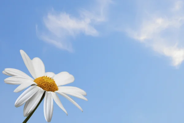Daisy op blauwe hemel — Stockfoto