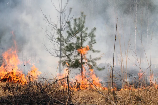 Incendio forestal . Imágenes de stock libres de derechos