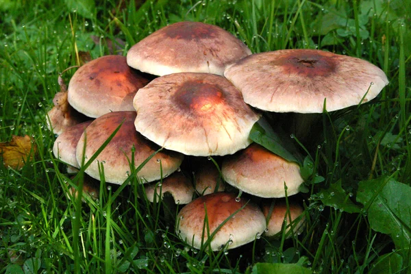 stock image Family of mushrooms.