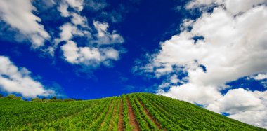 Vineyard satırları Almanya