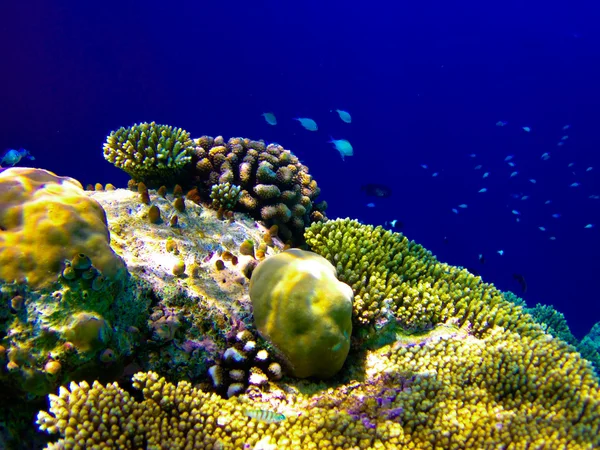 Підводний світ на Мальдівах — стокове фото
