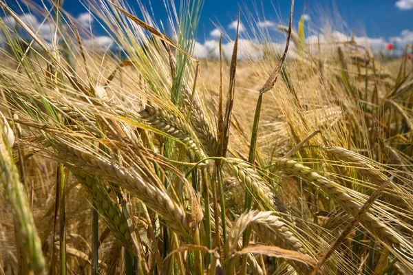 Erntereifes gelbes Getreide auf einem Feld — Stockfoto