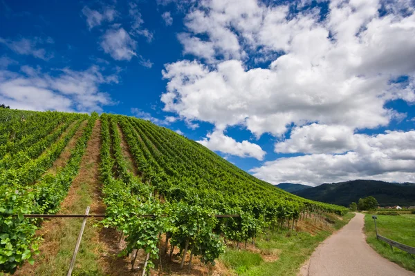 Linhas de vinha na Alemanha — Fotografia de Stock