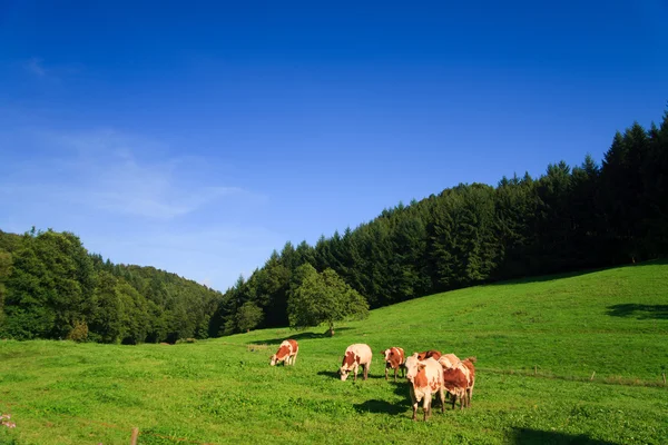Kühe auf einer grünen Wiese an einem sonnigen Tag mit blauem Himmel — Stockfoto