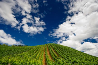 Vineyard satırları Almanya