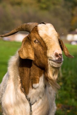 MALE GOAT clipart