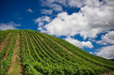 Vineyard satırları Almanya