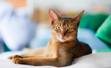 Young Abyssinian cat in action clipart