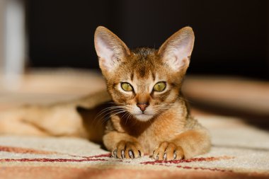 Young Abyssinian cat in action clipart