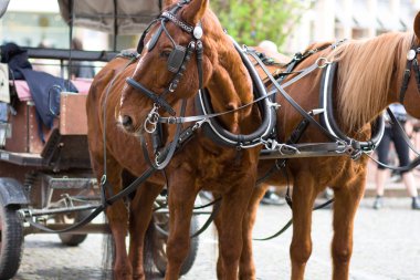 Horse cart clipart