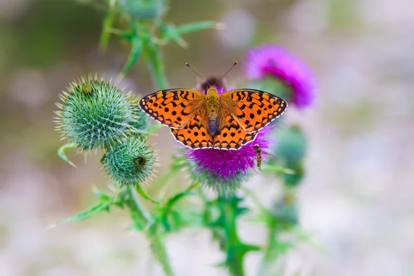 Butterfly poised on flower — Stock Photo, Image