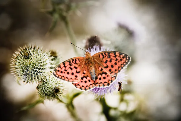 stock image Butterfly poised on flower