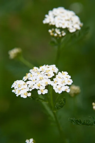 Белый цветок — стоковое фото