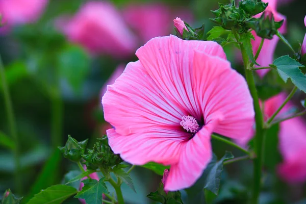 Nice flower — Stock Photo, Image