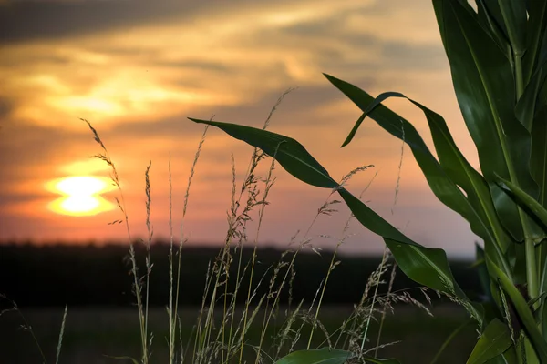 Pôr do sol em um campo de milho — Fotografia de Stock