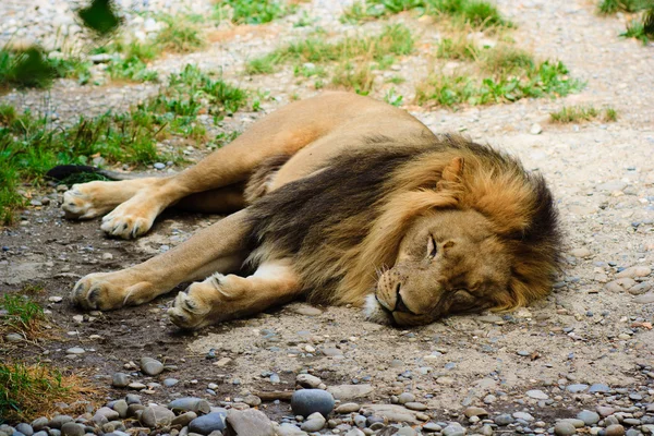 Stock image Lion relaxing