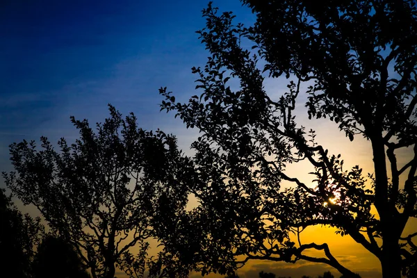 Pôr-do-sol solitário com sol e siluet de árvores e montanhas — Fotografia de Stock