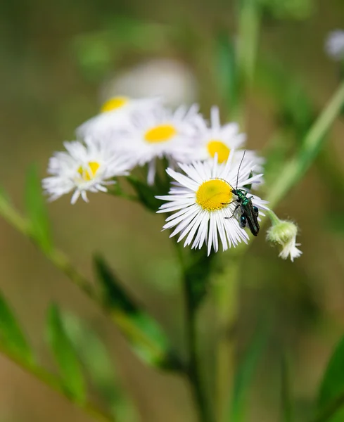Campo de hierba de primavera con muchas margaritas blancas —  Fotos de Stock