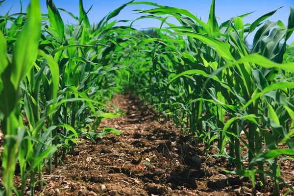 Ряд кукурузы на сельскохозяйственном поле . — стоковое фото