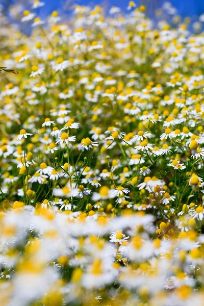 Bahar çim alan birçok beyaz papatya ile — Stok fotoğraf