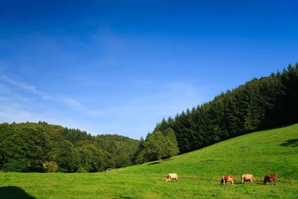 Sumer paisaje en Alemania wiht cielo azul y montaña — Foto de Stock