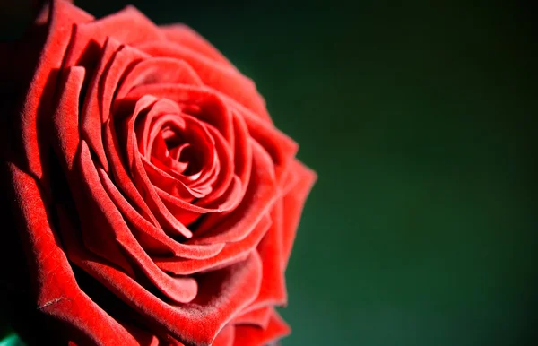 Flower: red rose as postcard for example — Stock Photo, Image
