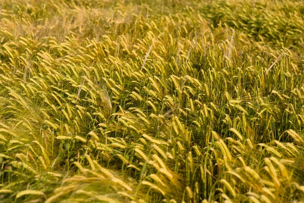 Жёлтое зерно — стоковое фото